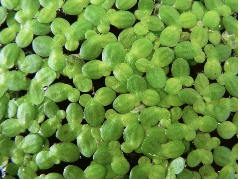 Duckweed