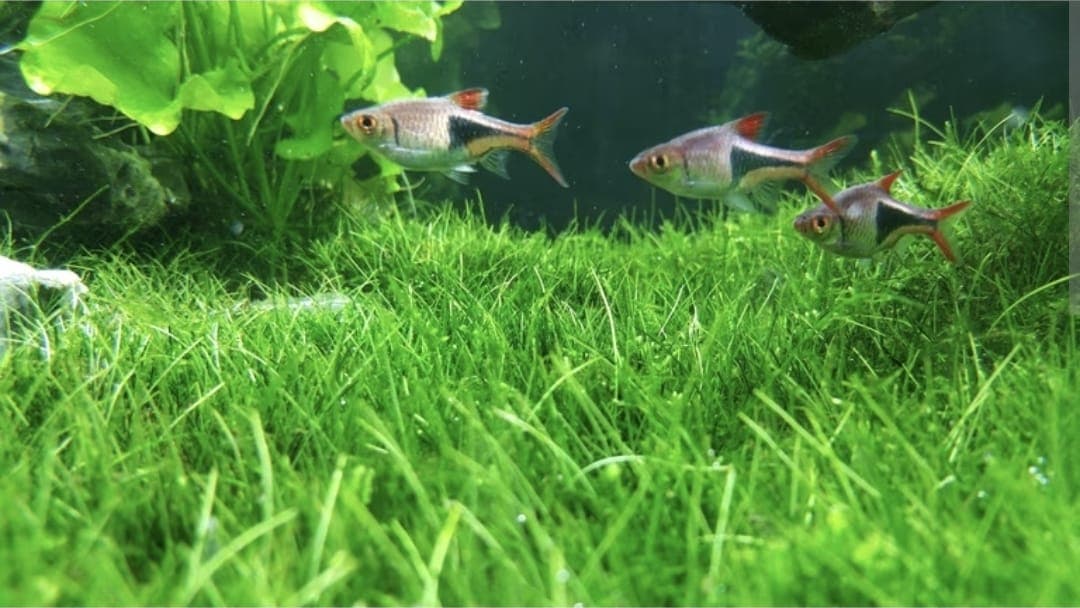 Dwarf Hair Grass
