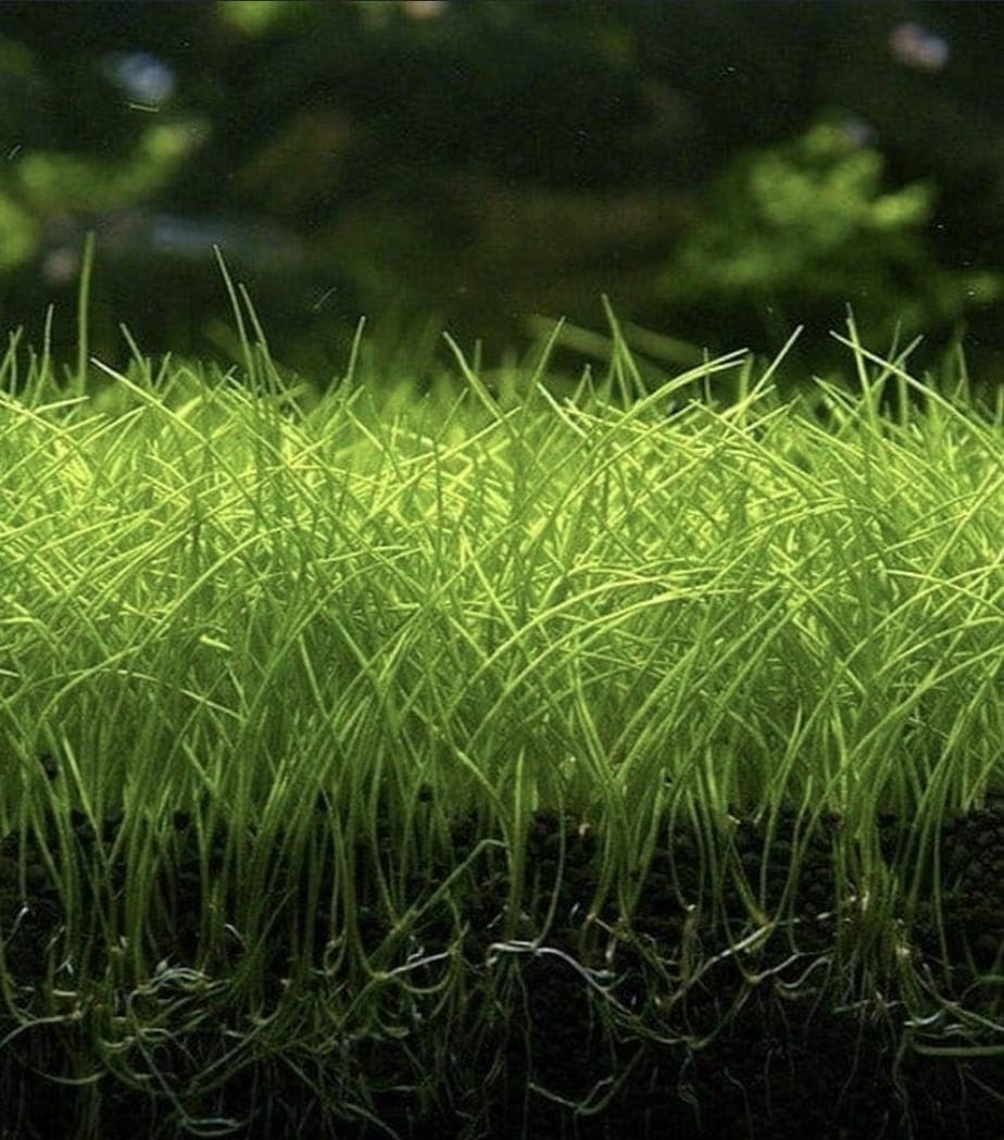 Eleocharis Parvula