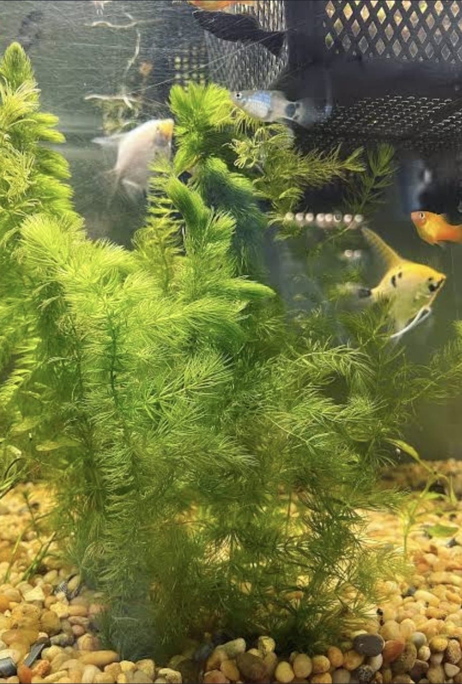 Hornwort