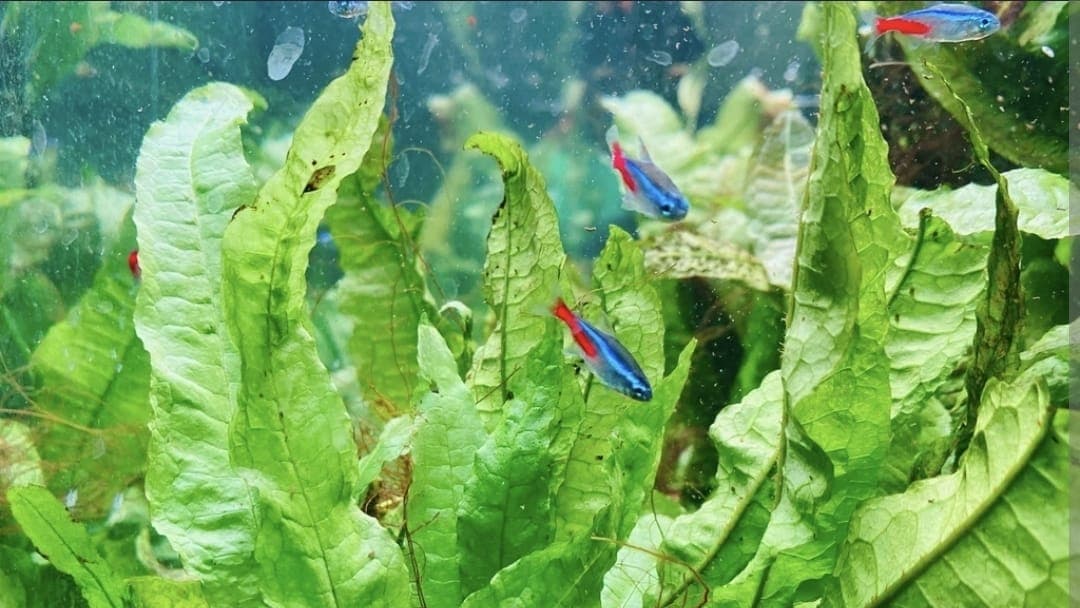 Java Fern