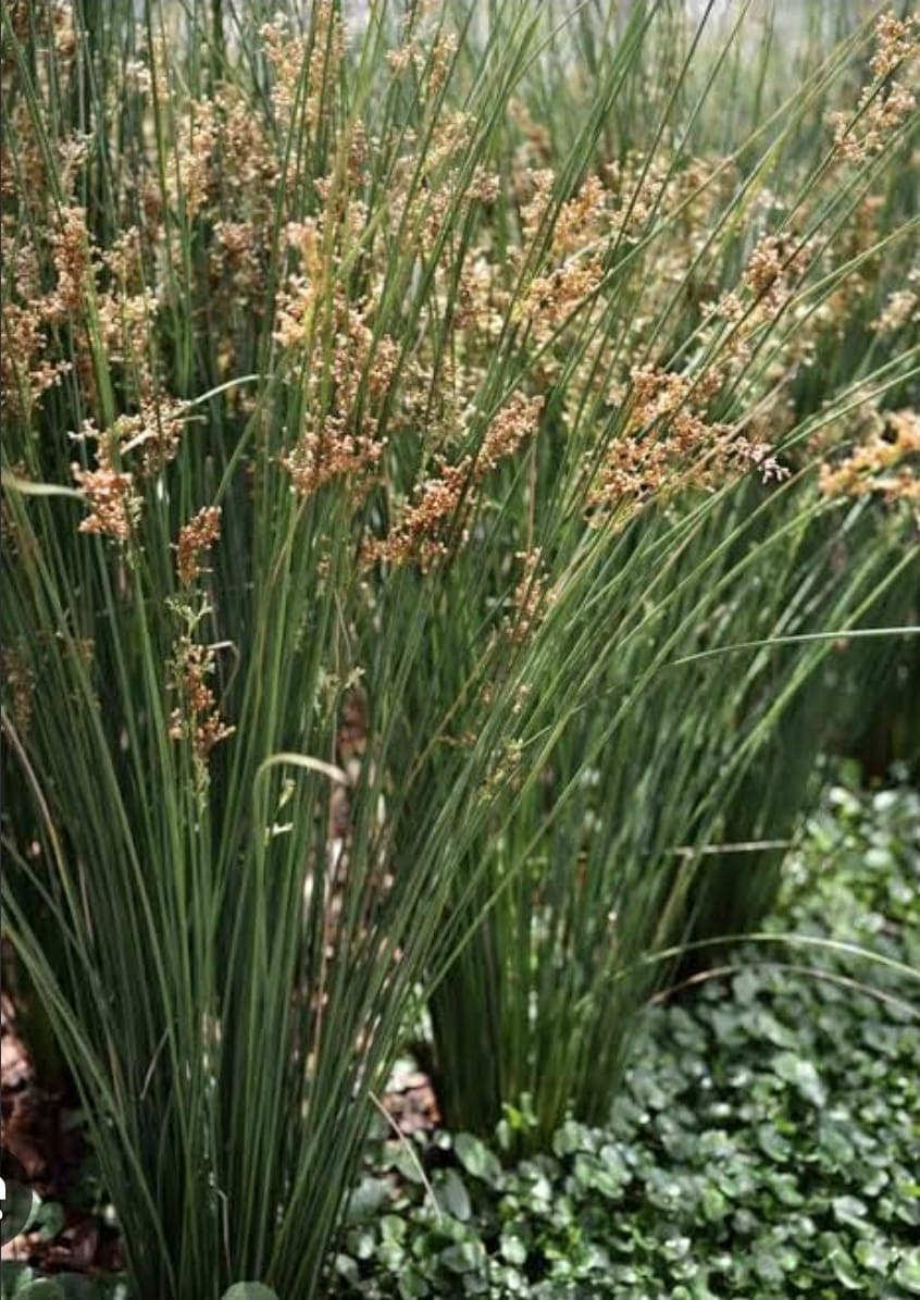 Juncus Effusus (Soft Rush)