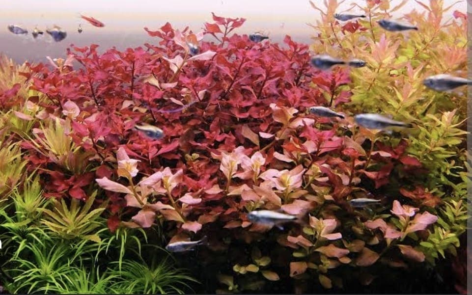 Ludwigia Repens