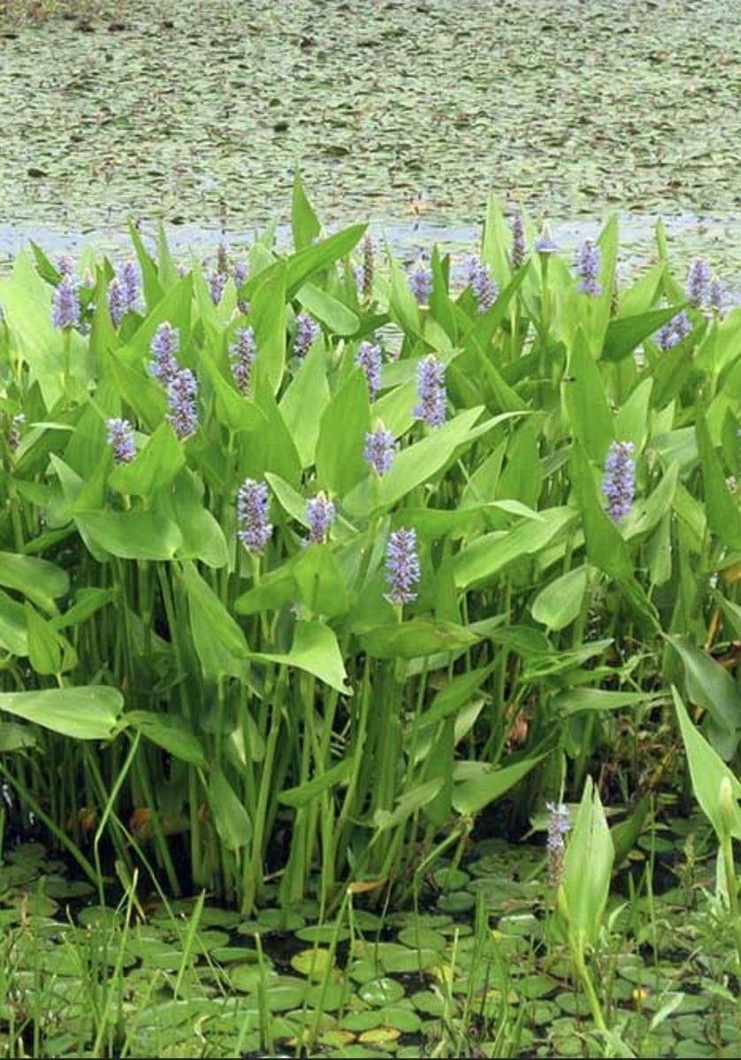 Pickerel Weed