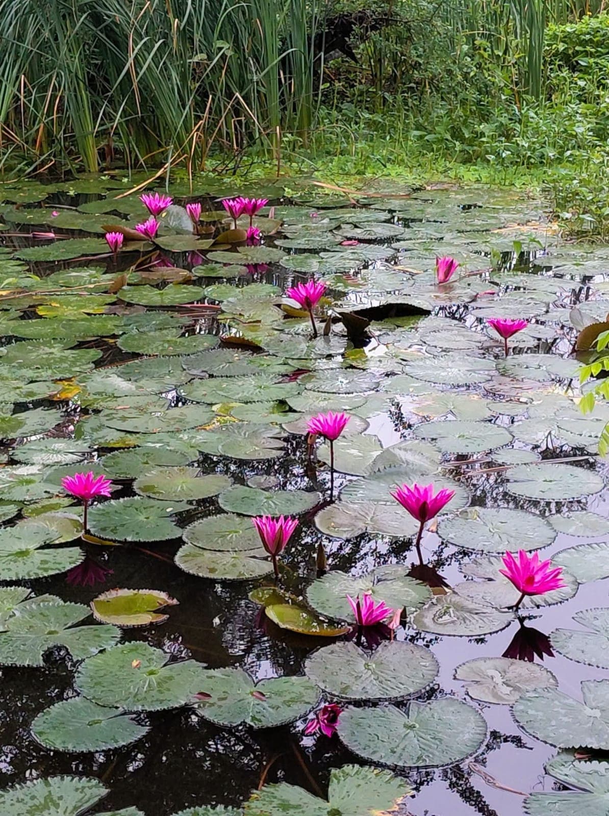 Pink Water Lily
