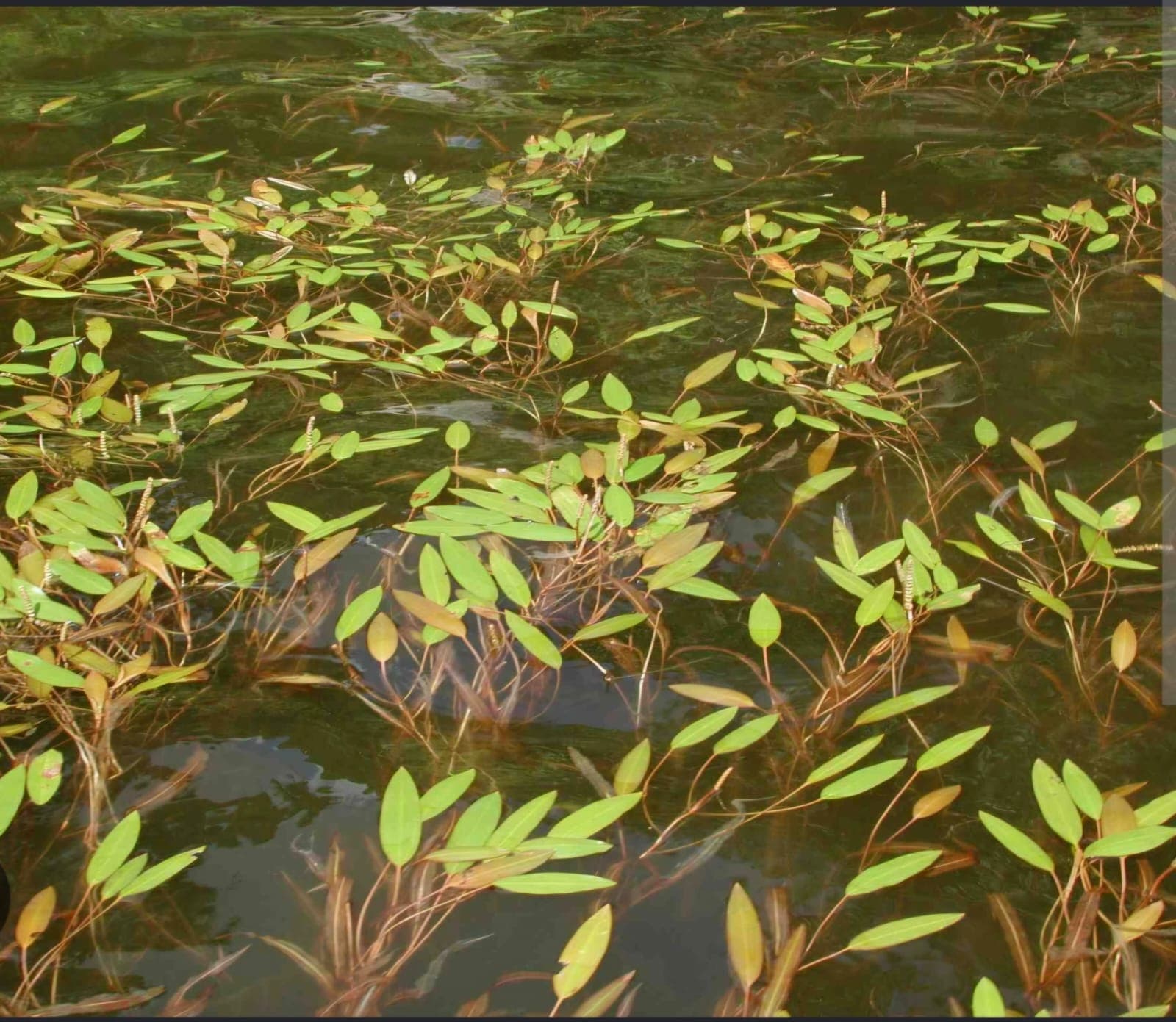 Pondweed (Potamogeton)