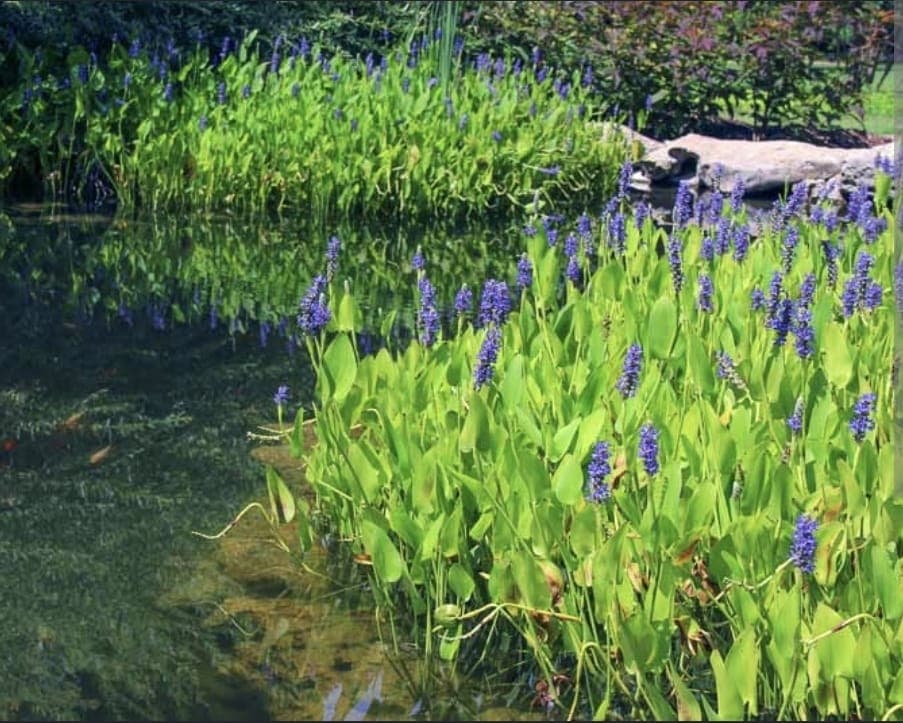 Pontederia Cordata