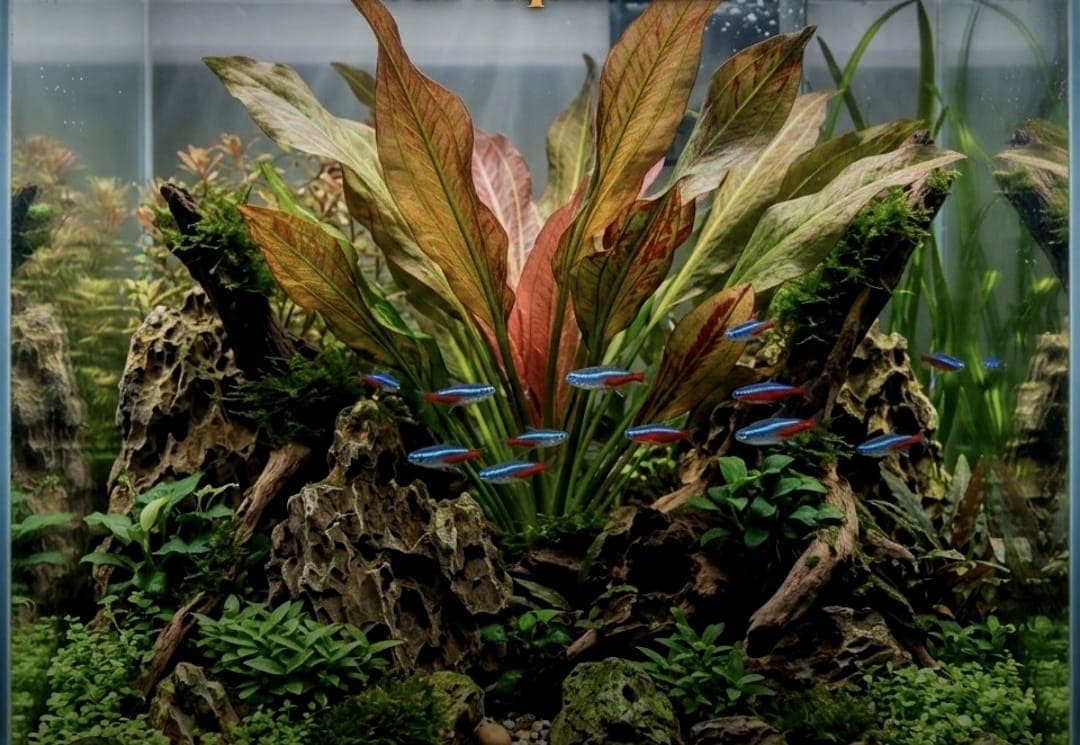 Red Amazon Fern