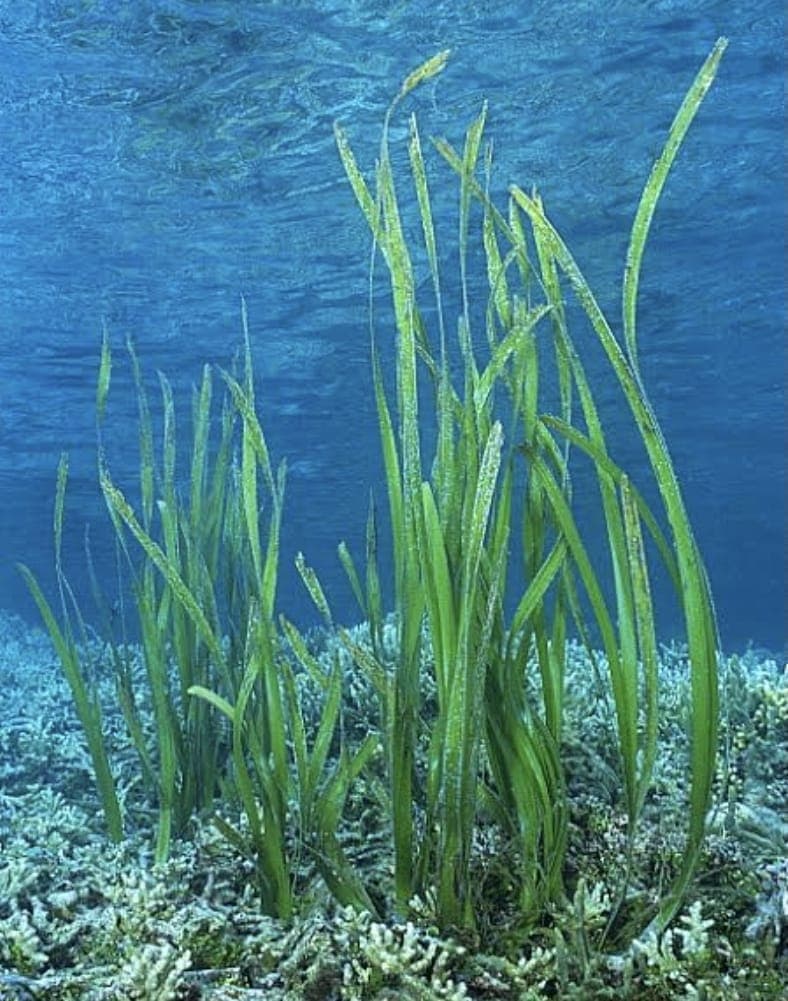 Tape Grass (Vallisneria)