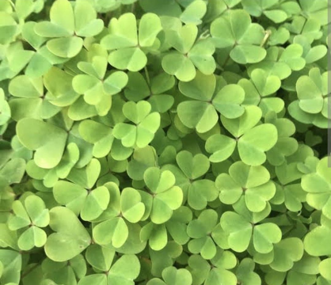 Water Clover (Marsilea)