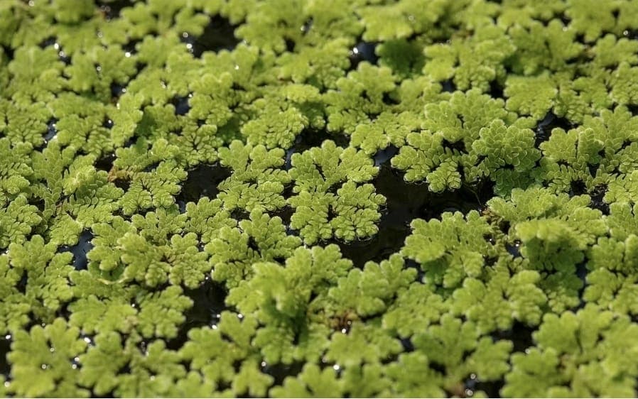 Water Fern