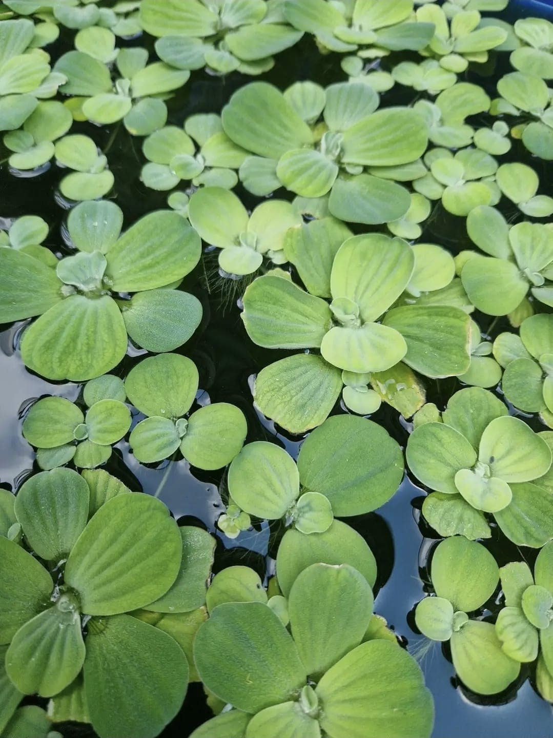 Water Lettuce