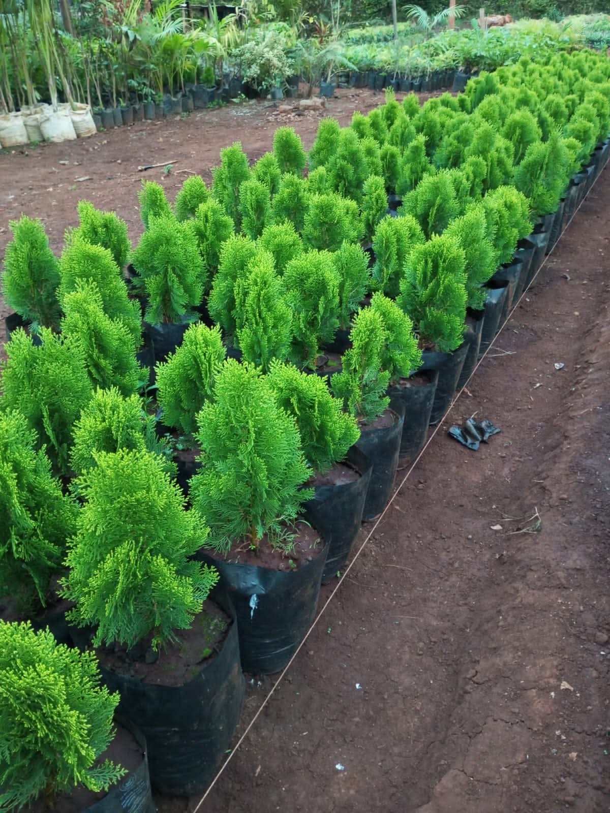 Thuja Occidentalis ‘Bible Pages’