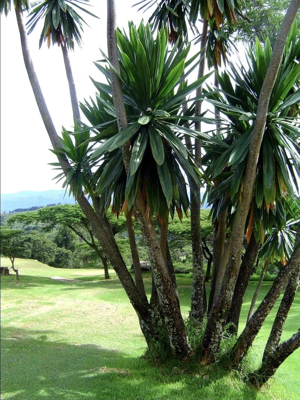 Dracaena Steudeneri (Giant Dracaena / Tree Dracaena)