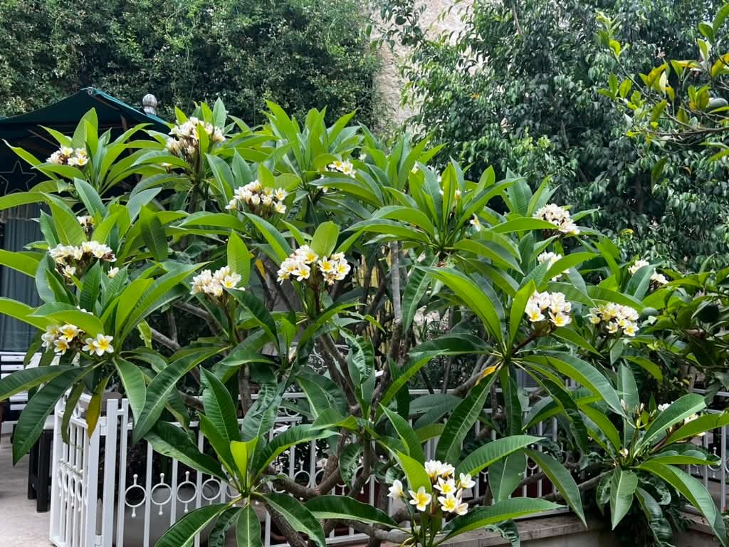 Frangipani (Plumeria rubra)