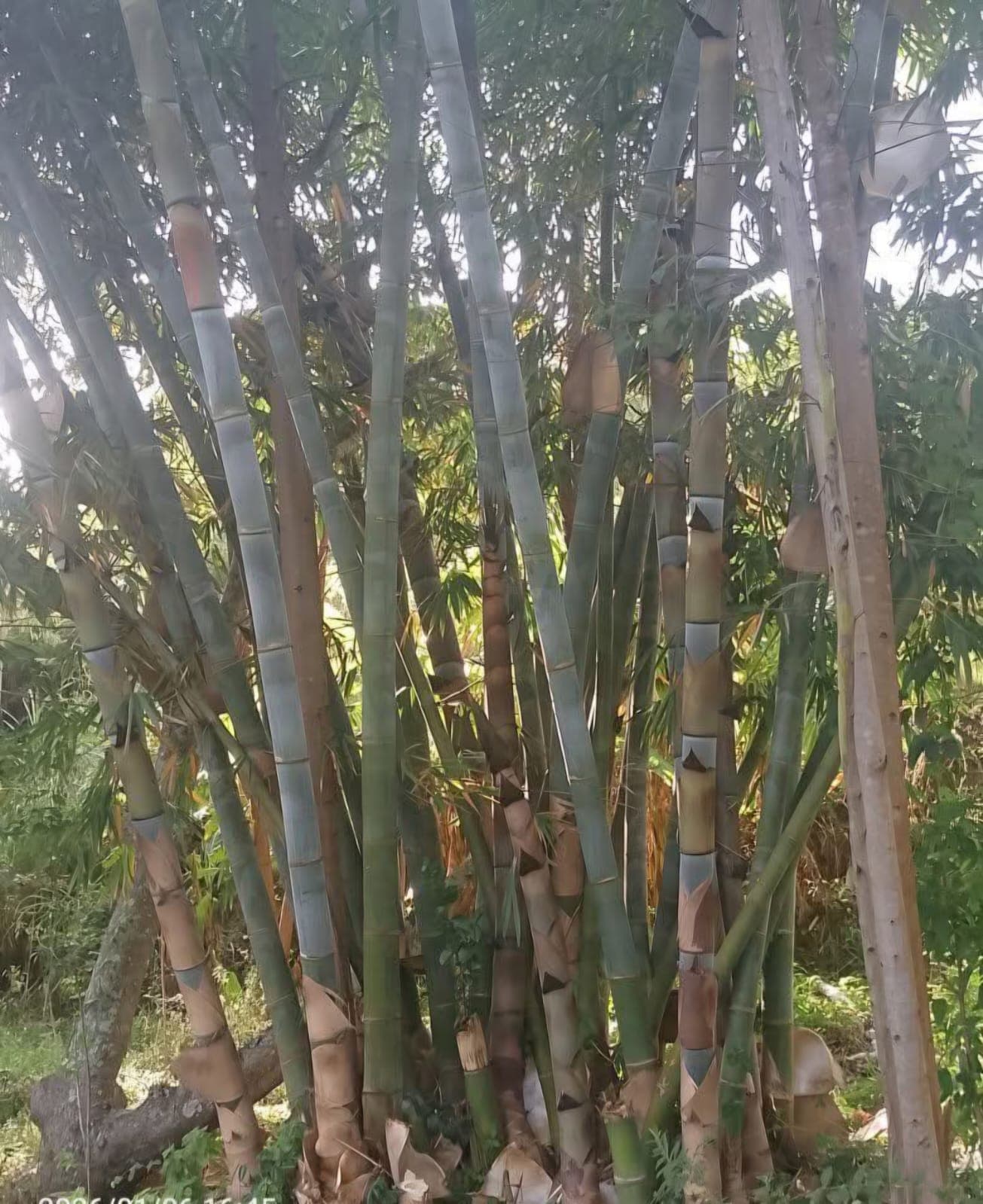 Giant Bamboo (Dendrocalamus giganteus)