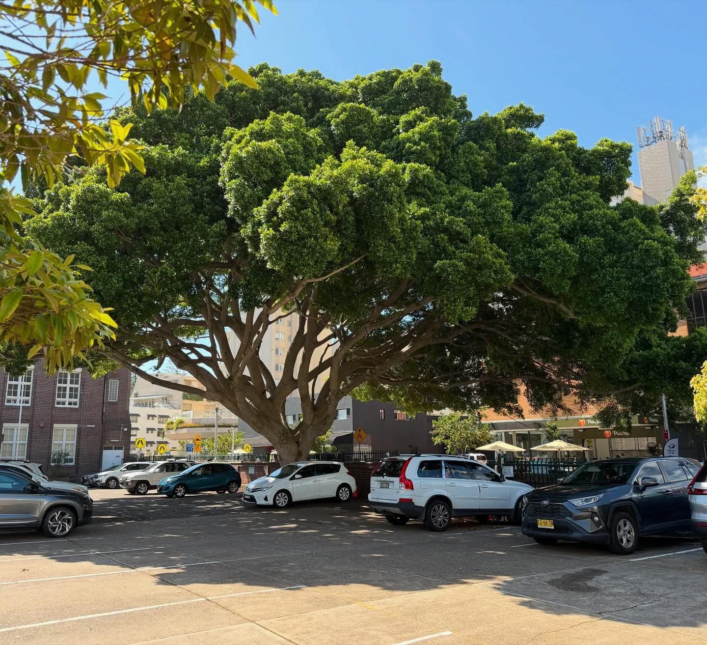 Green Ficus Benjamina (Weeping Fig)