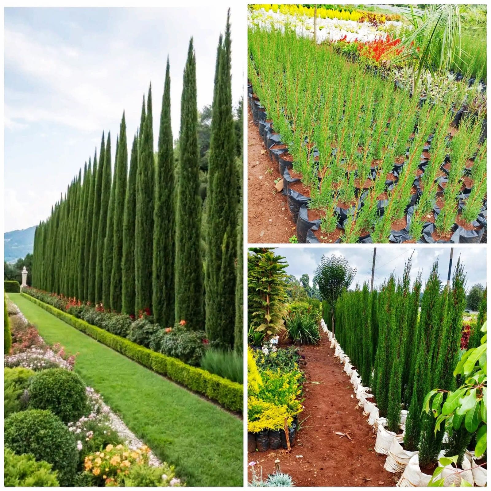 Italian Cypress (Cupressus sempervirens)