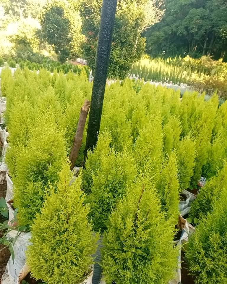 Lemon Cypress (Thuja occidentalis ‘Rheingold’)