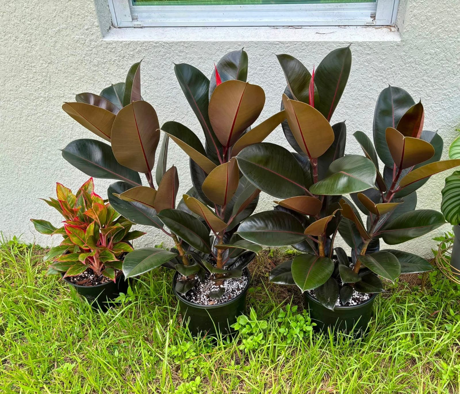 Purple / Burgundy Rubber Tree (Ficus elastica ‘Burgundy’)