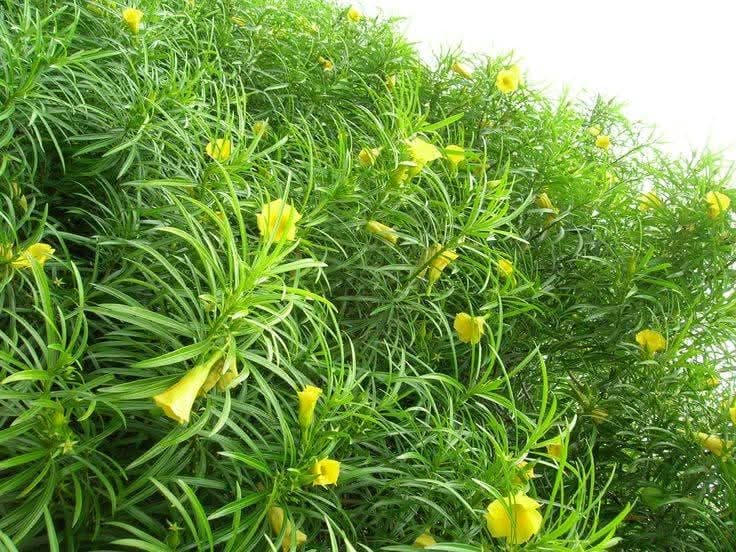 Thevetia Peruviana (Yellow Oleander / Lucky Nut)