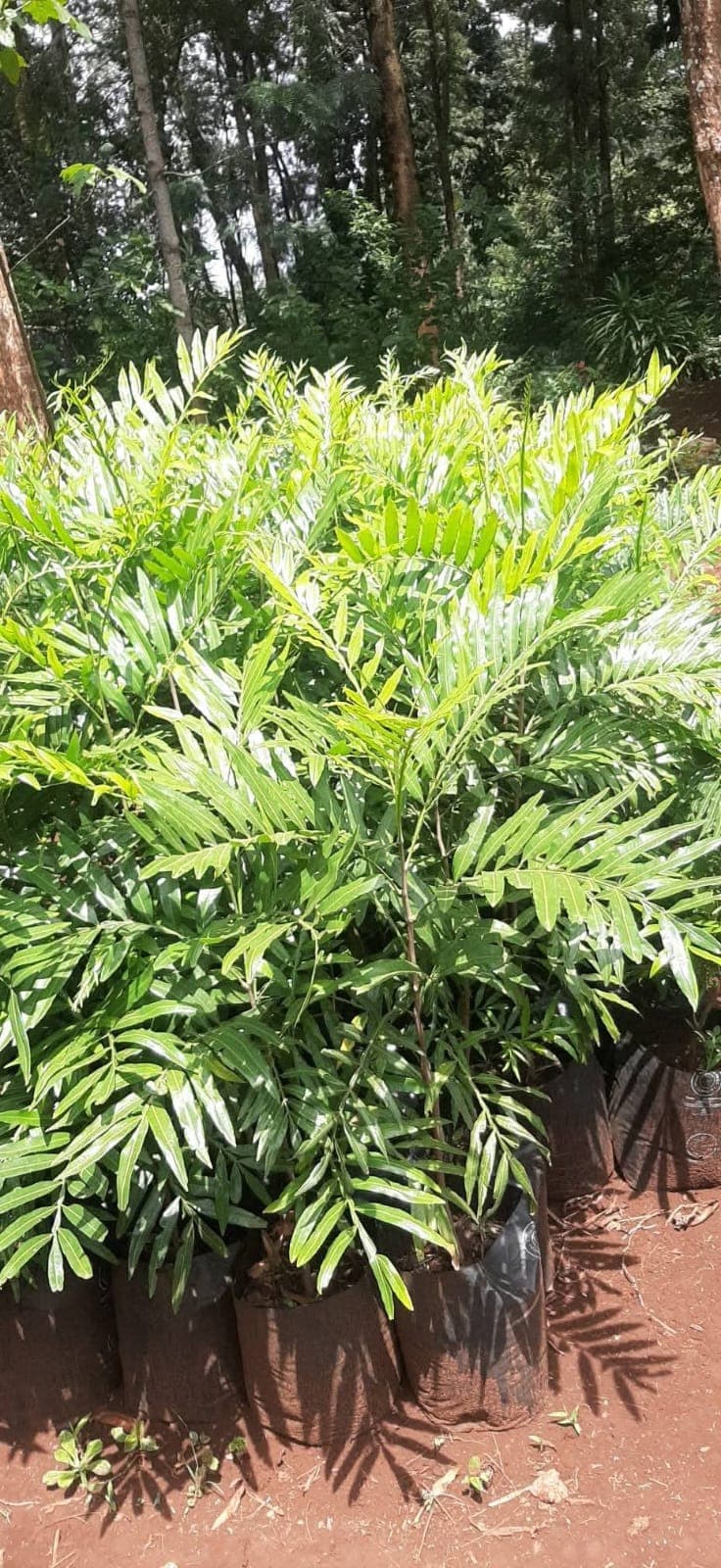 Thika Palm (Filicium decipiens)
