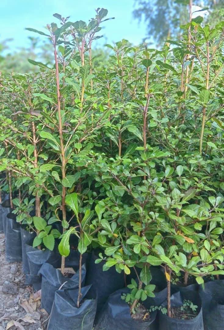 Umbrella Tree / Terminalia (Terminalia mantaly)