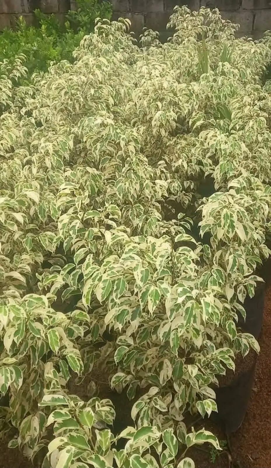 Variegated Ficus Benjamina