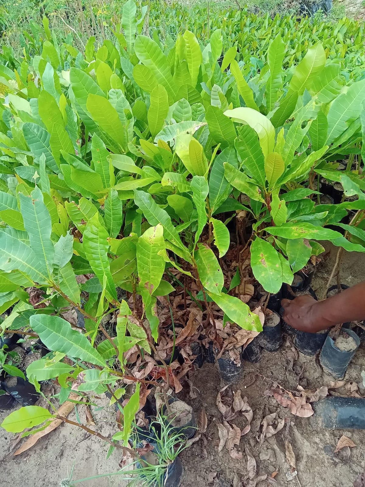 Almond Seedlings