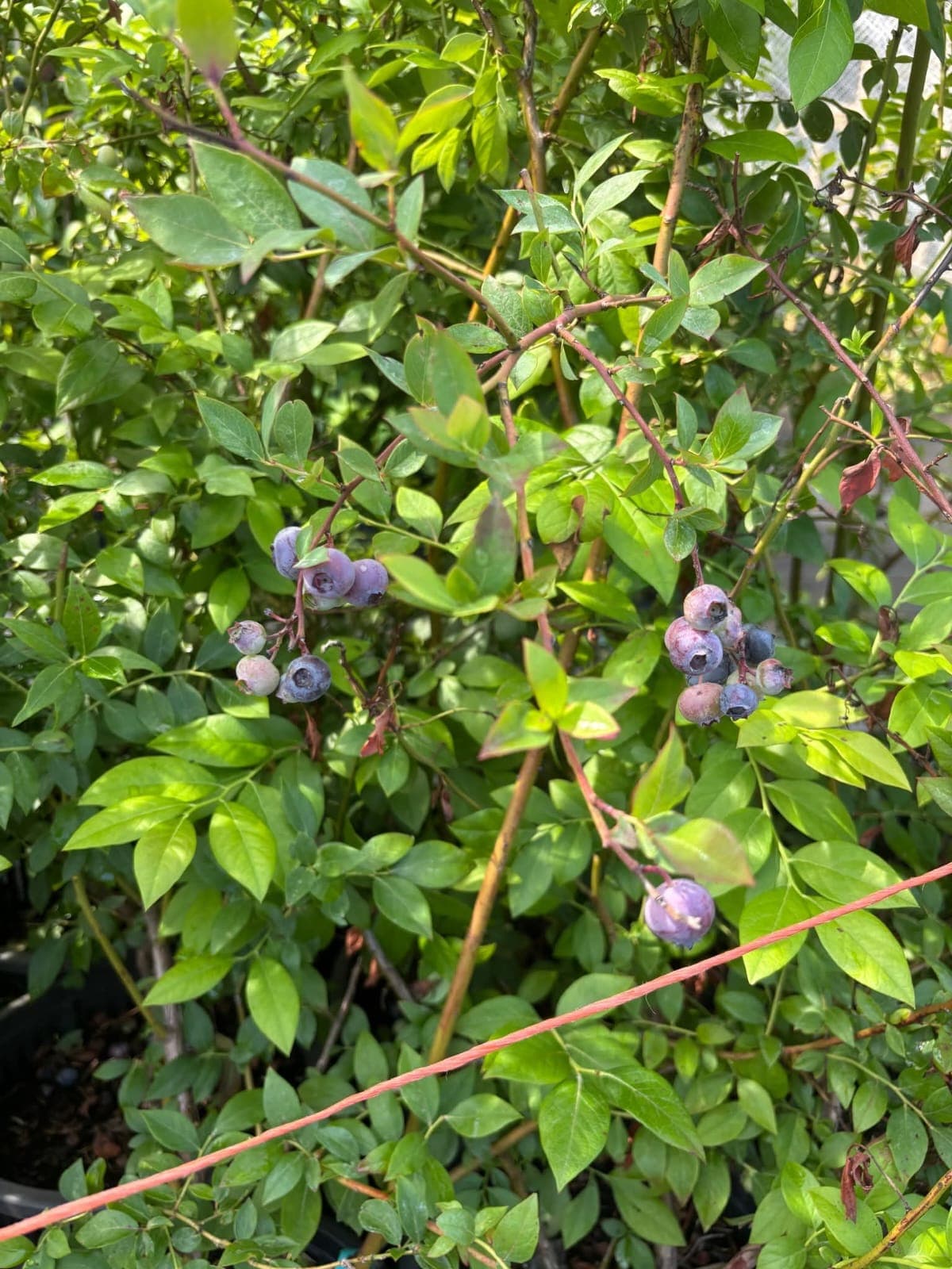 Highbush Blueberry