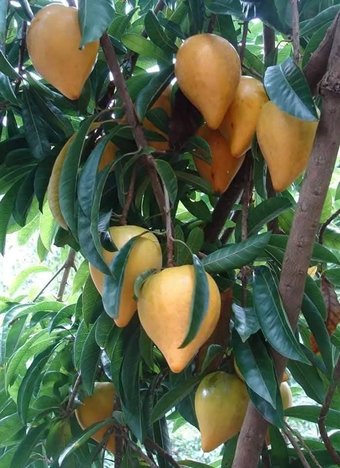 Giant Granadilla Passion