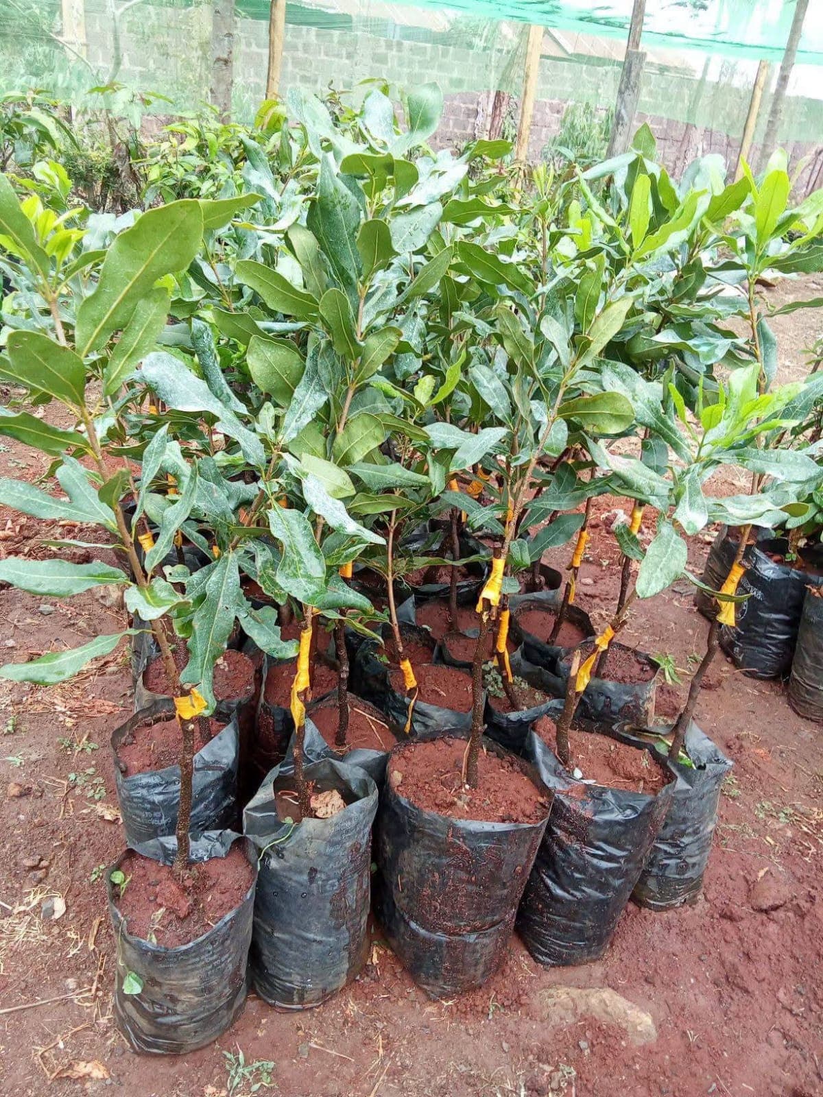 Grafted Macadamia 1