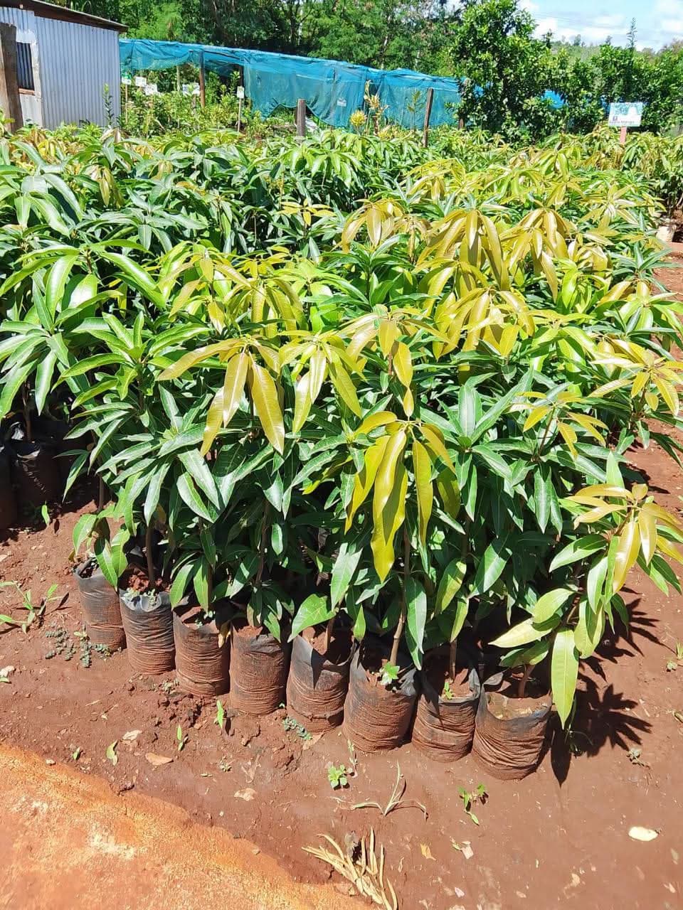 Grafted Mangoes