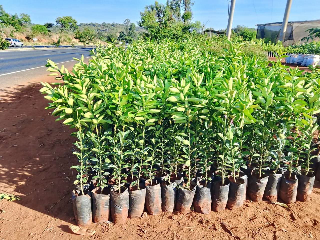 Hybrid Lemon