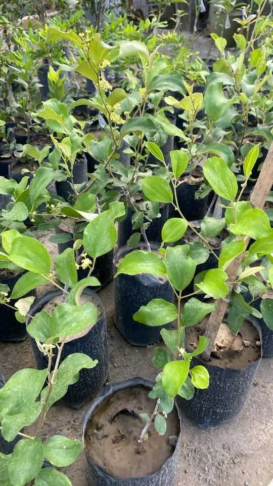 Jujube Seedlings