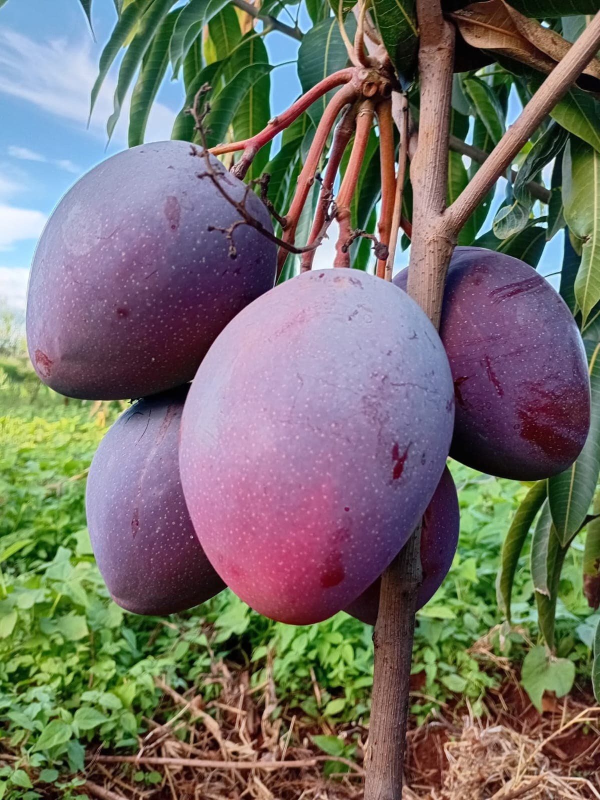 Kent Mango Seedlings