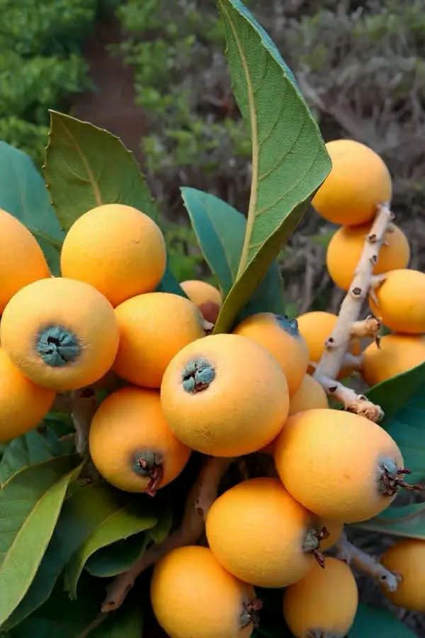 Loquat Seedlings