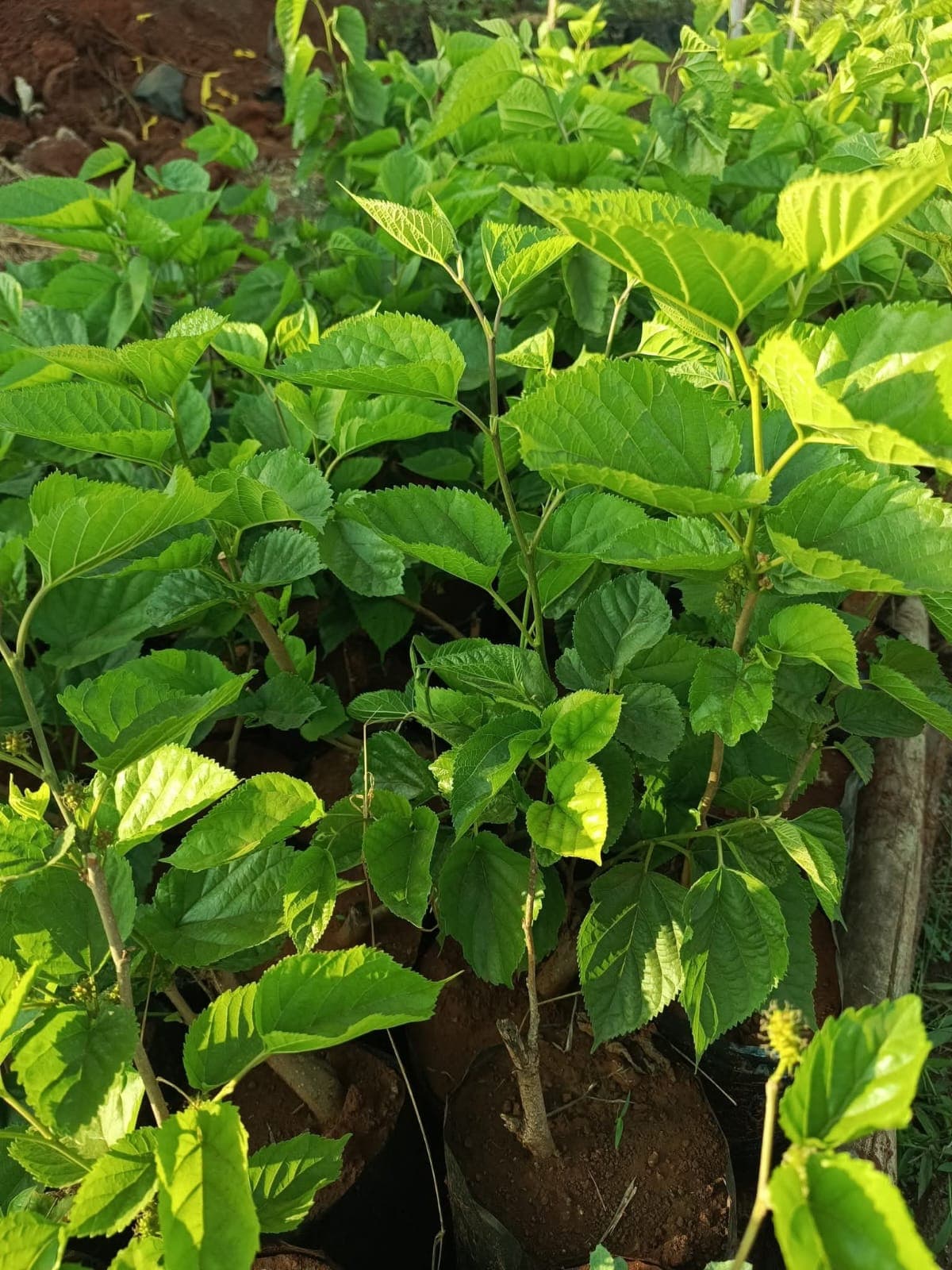 Mulberry Seedlings