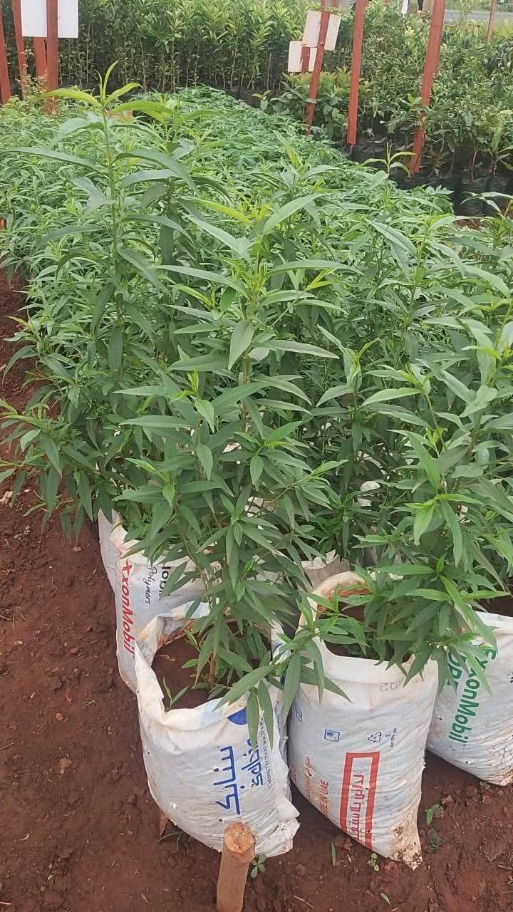 Peach Seedlings 1
