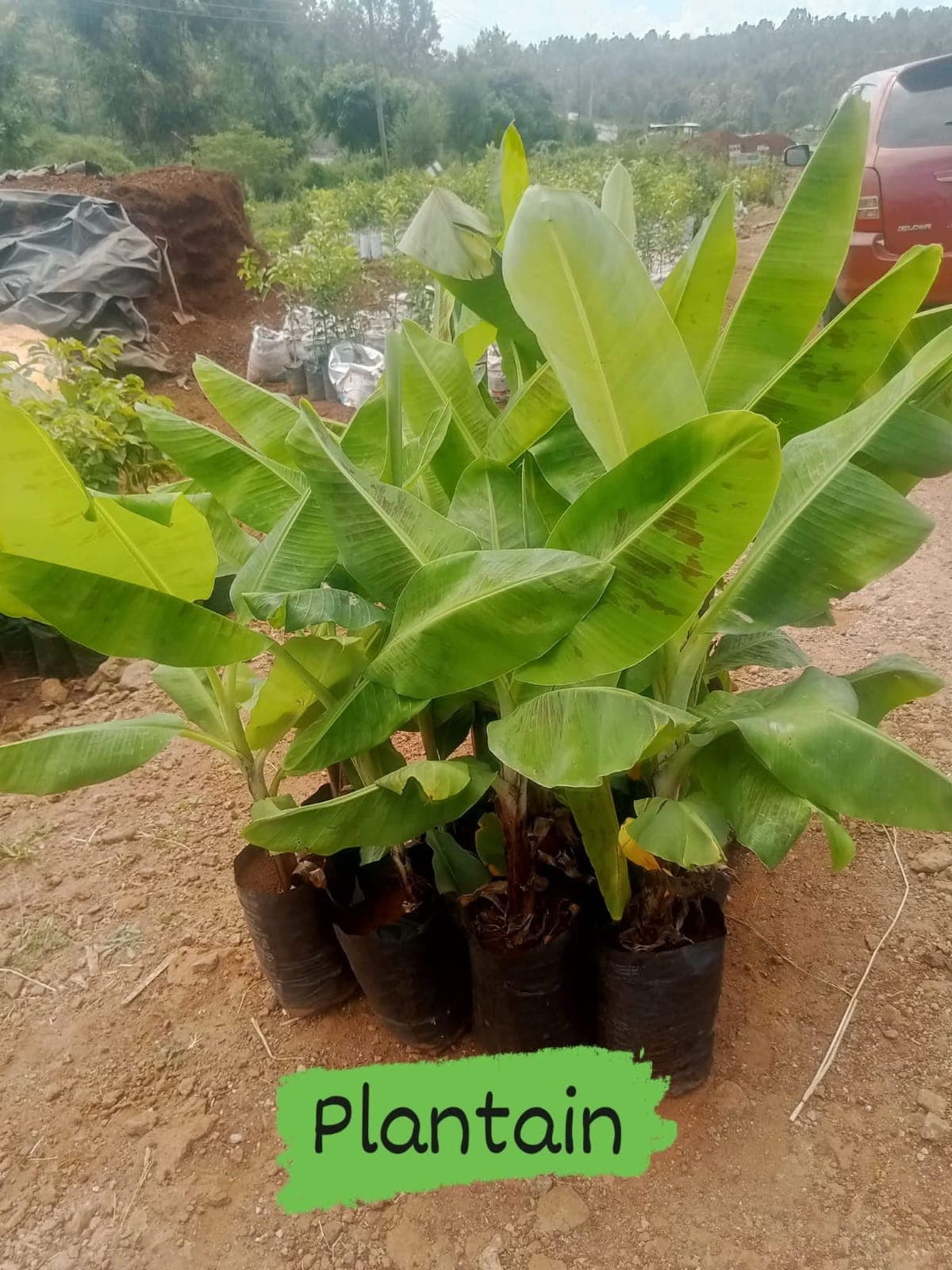 Plantain Seedlings