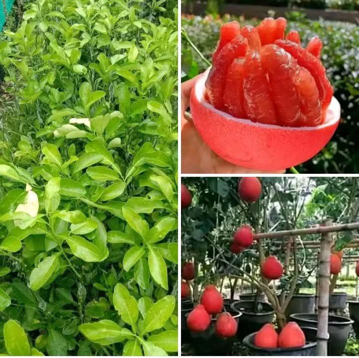 Pomelo Seedlings