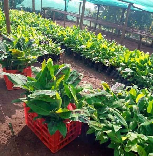 Tissue Culture Bananas