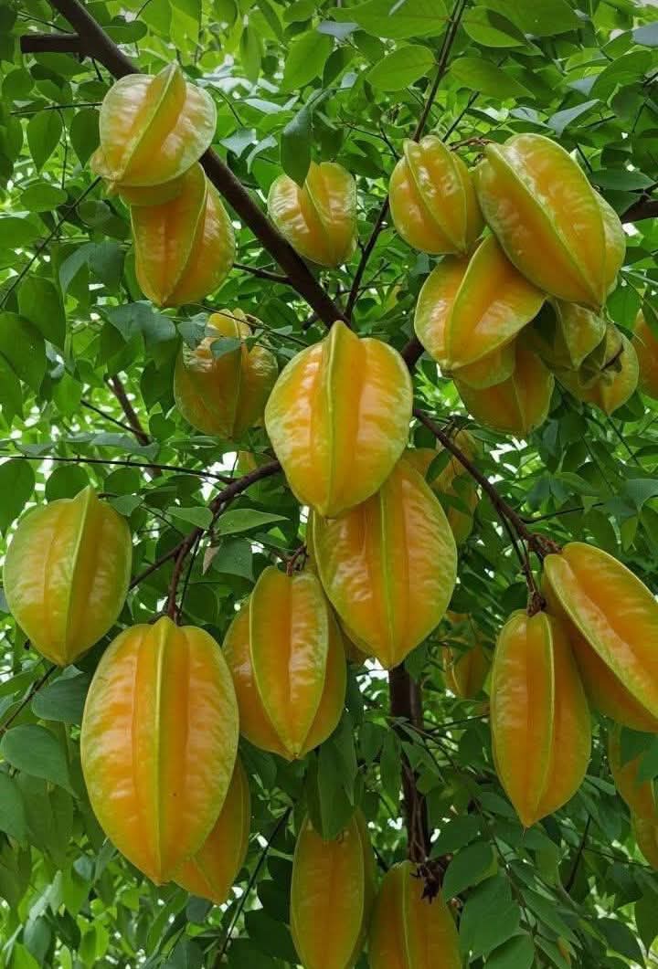 Starfruit Carambola