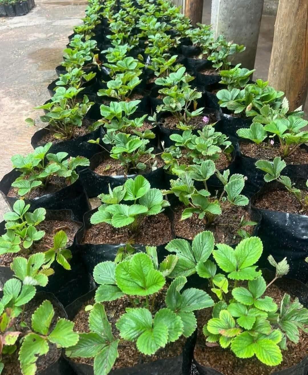 Strawberry Plants