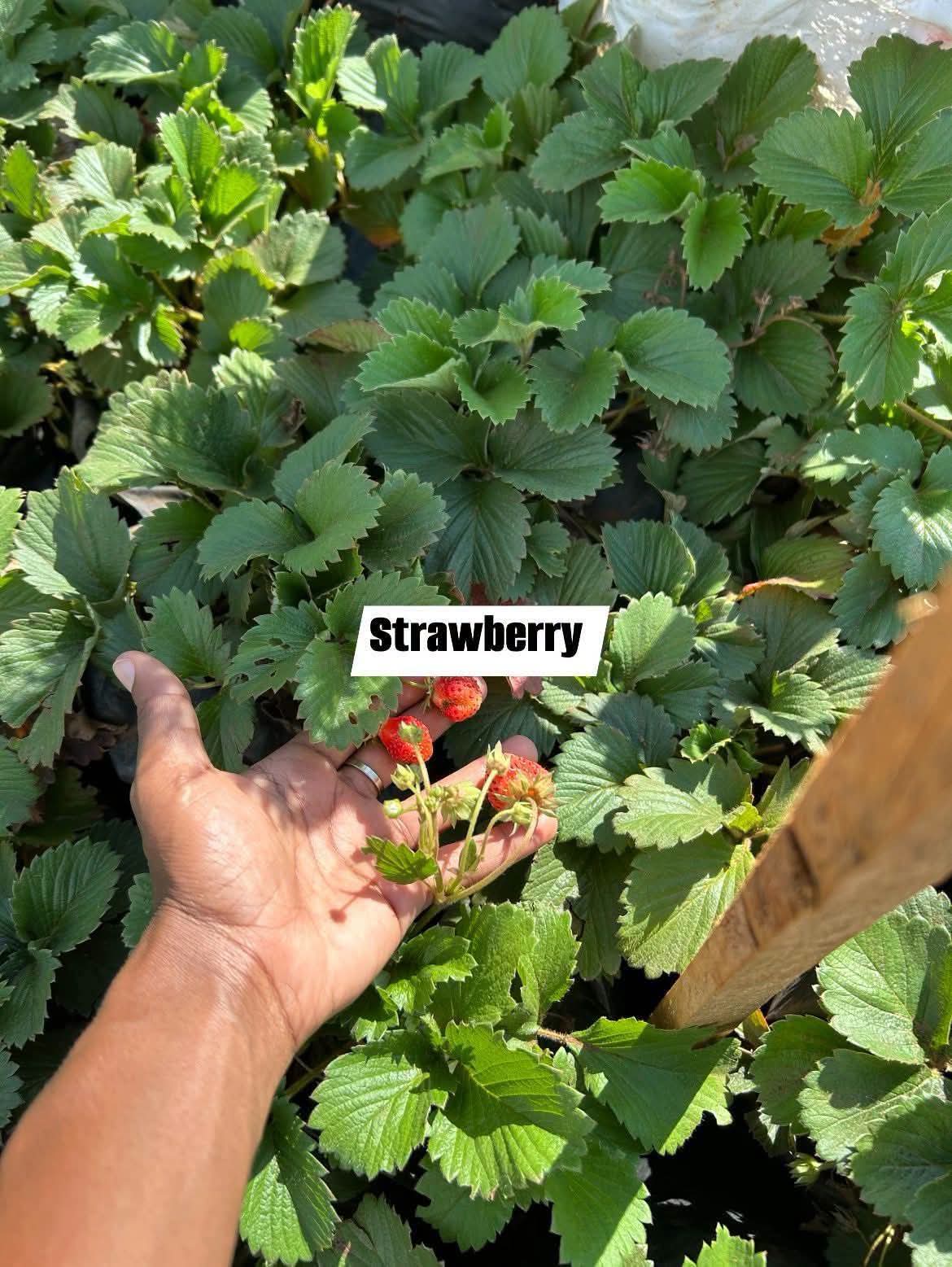 Strawberry Runners