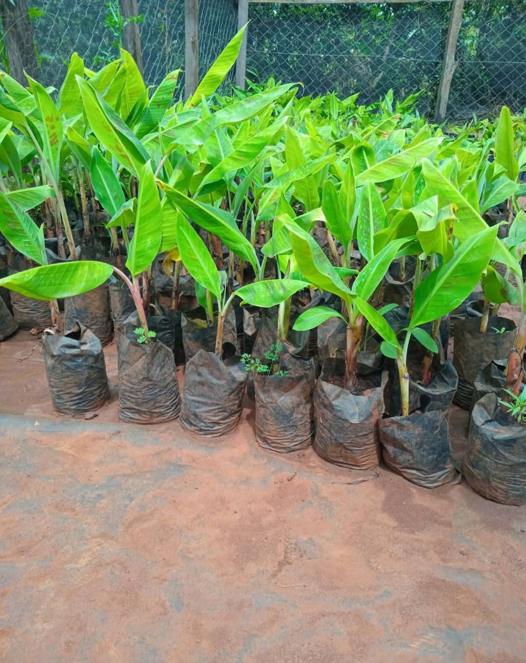 Sweet Banana Seedlings