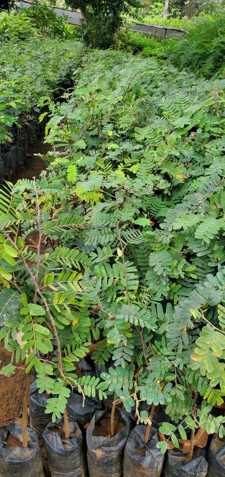Tamarind Seedlings