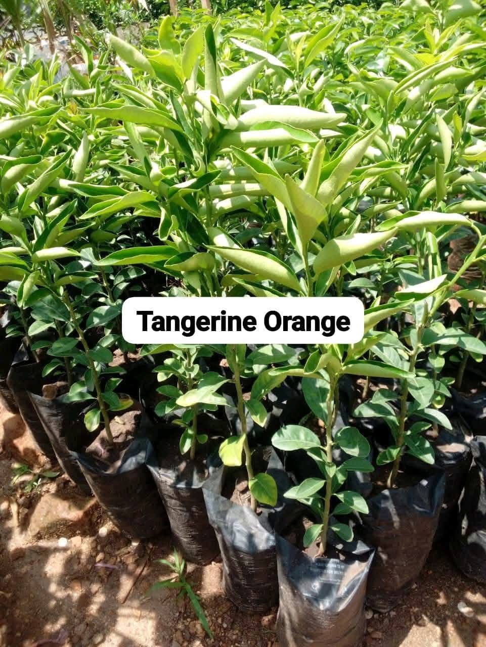 Tangerine Orange