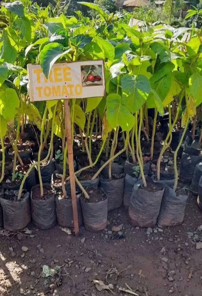 Tree Tomato Tamarillo