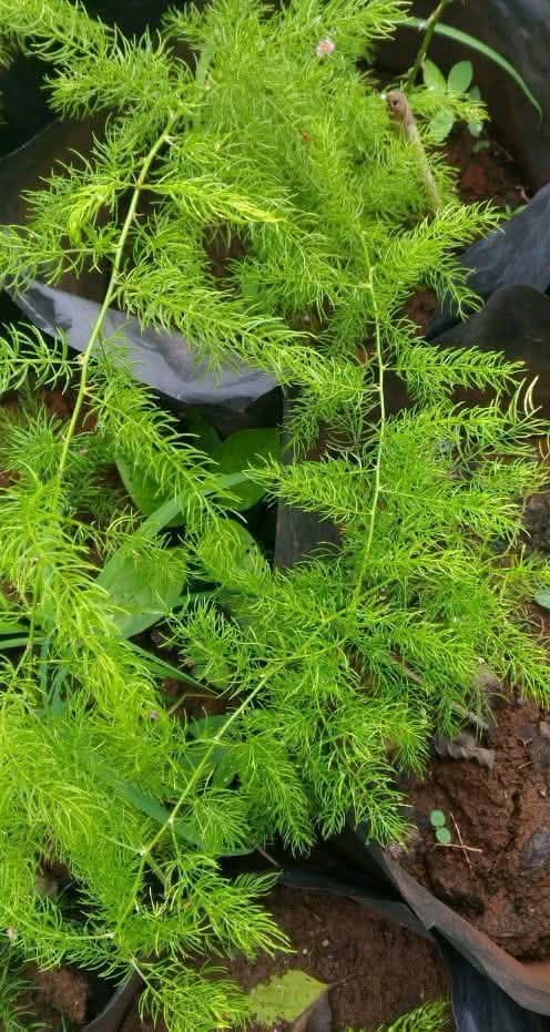 Asparagus Fern (Asparagus densiflorus)